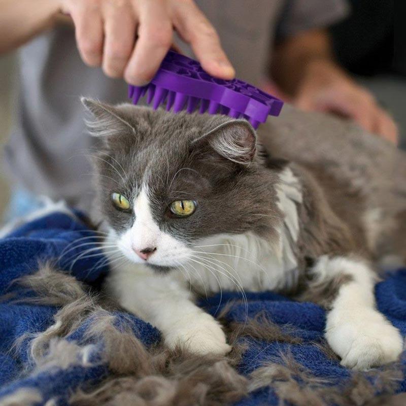 KONG® ZoomGroom® Cat Brush - CreatureLand