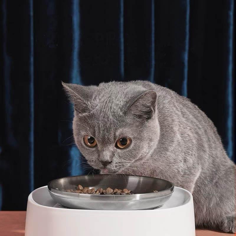 Lorde Time Memory Pet Food Bowl - CreatureLand