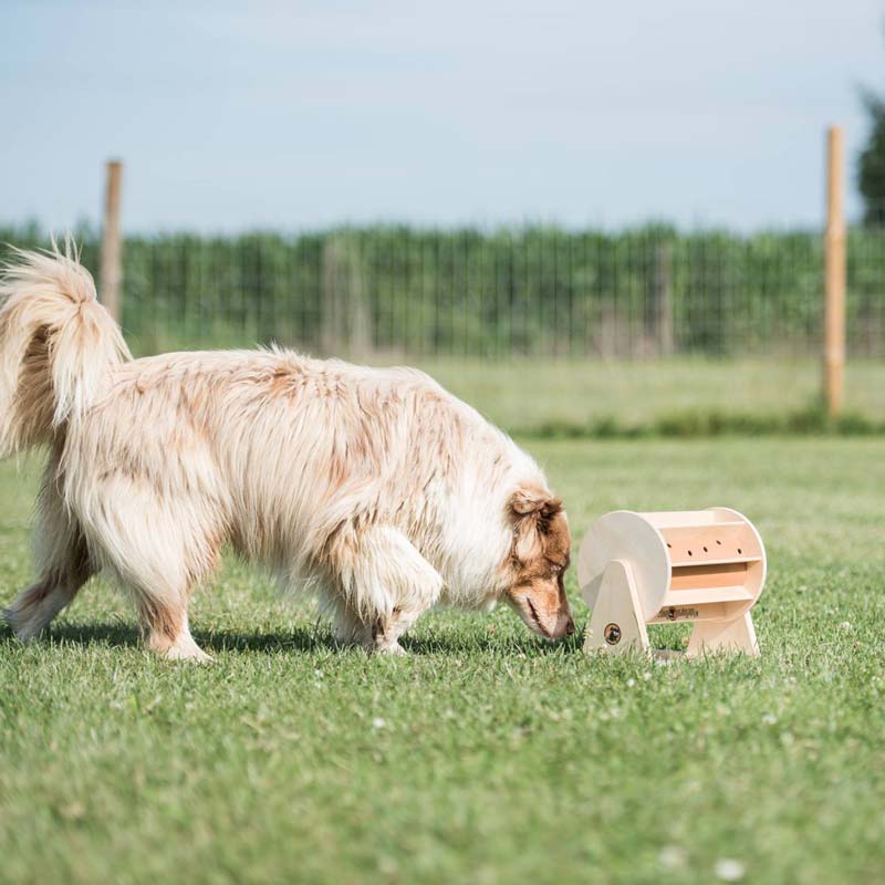 My Intelligent Pets Interactive Puzzle Game - Pet's Fortune Wheel - CreatureLand