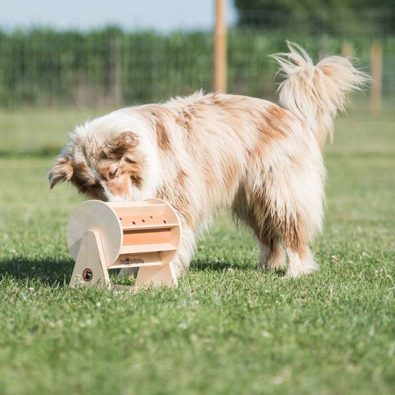 My Intelligent Pets Interactive Puzzle Game - Pet's Fortune Wheel - CreatureLand