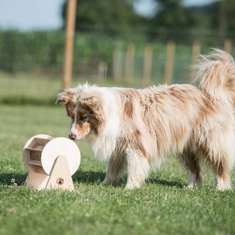 My Intelligent Pets Interactive Puzzle Game - Pet's Fortune Wheel - CreatureLand