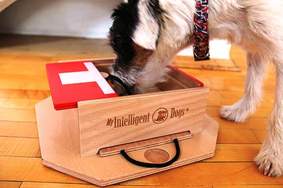 My Intelligent Pets Interactive Puzzle Game - Swiss Qube - CreatureLand