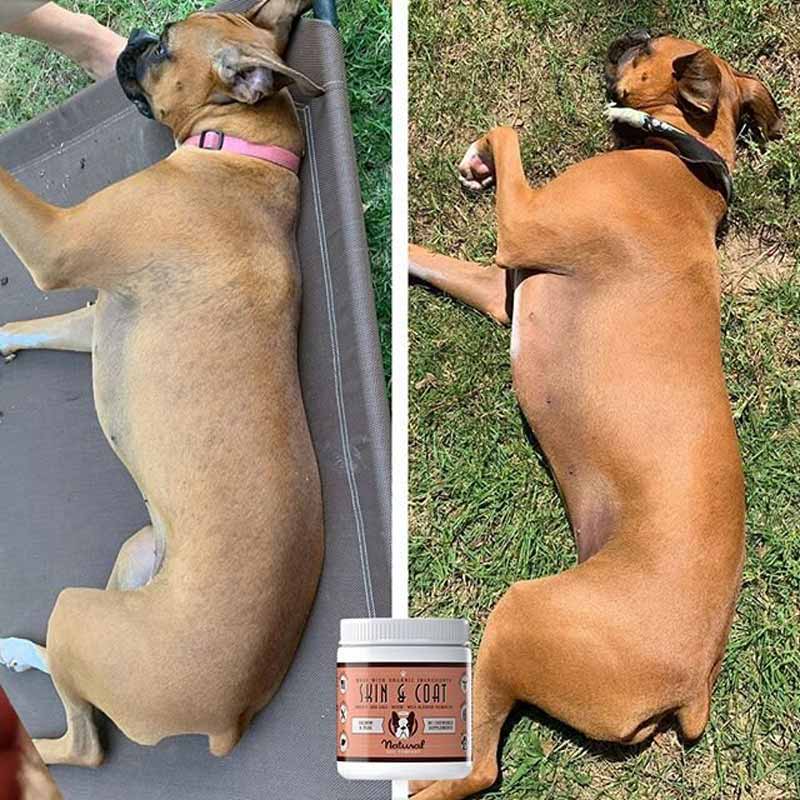 Natural Dog Company Skin & Coat Supplement (90 Chews) - CreatureLand