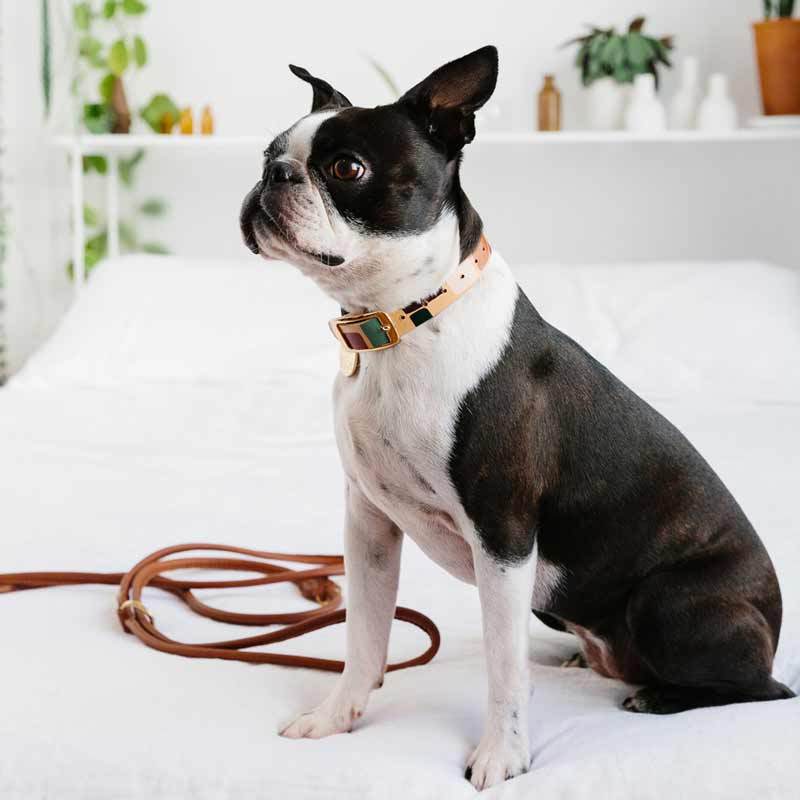 Nice Digs TWO TONE LEATHER DOG COLLAR -SHAPES - CreatureLand