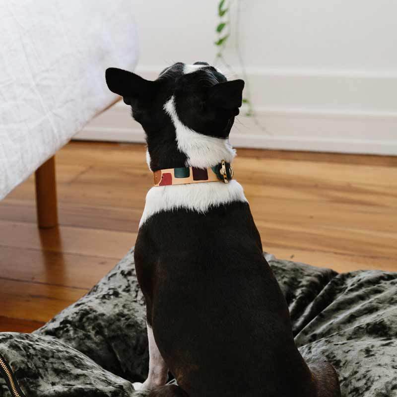 Nice Digs TWO TONE LEATHER DOG COLLAR -SHAPES - CreatureLand