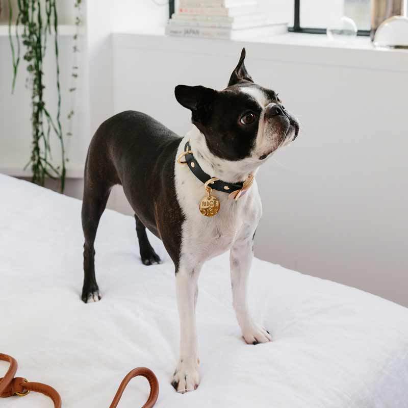 Nice Digs TWO TONE LEATHER DOG COLLAR -SHAPES - CreatureLand