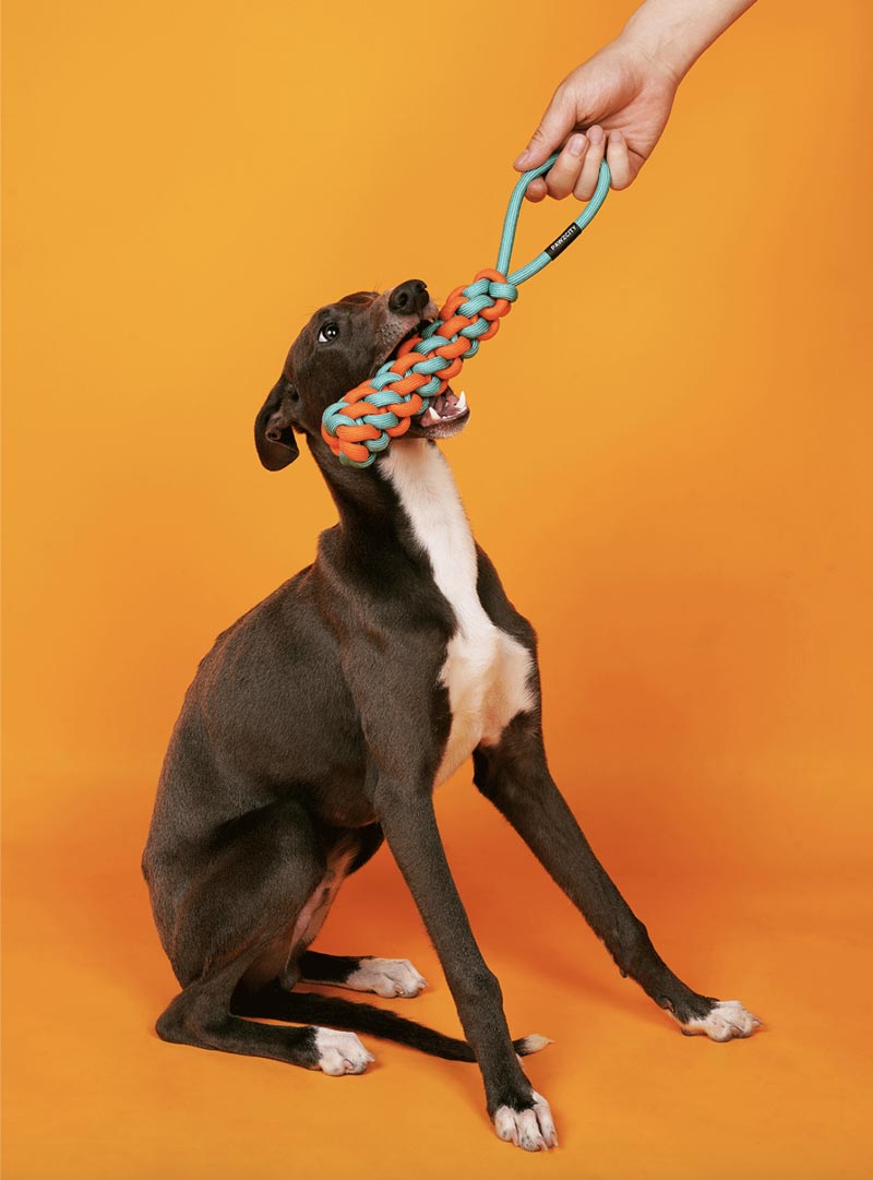 Pawzcity Neon City Rope Stick Dog Toy (3 Colours) - CreatureLand