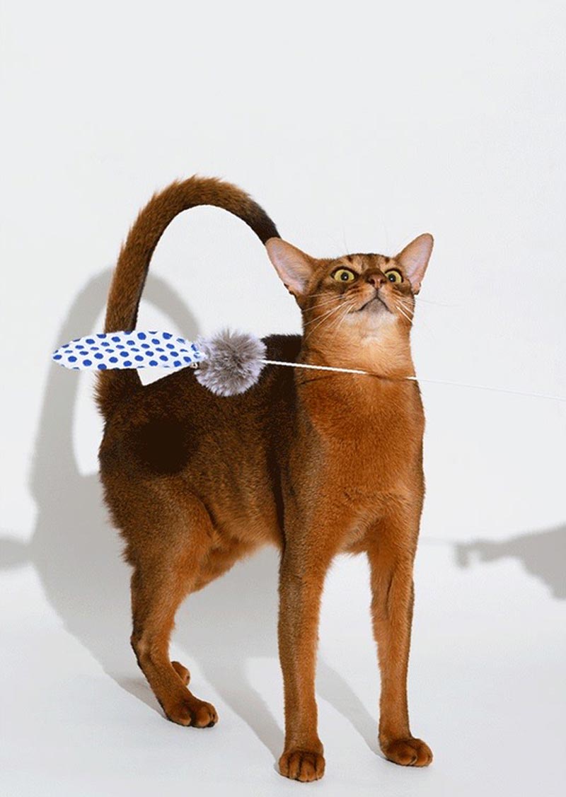Pawzcity Wonder Wand Cat Teaser (3 Designs) - CreatureLand