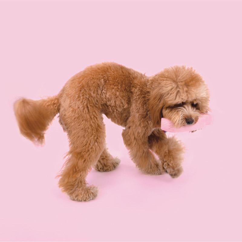 PurLab Squeaky Lightning Bolt Dog Toy - CreatureLand