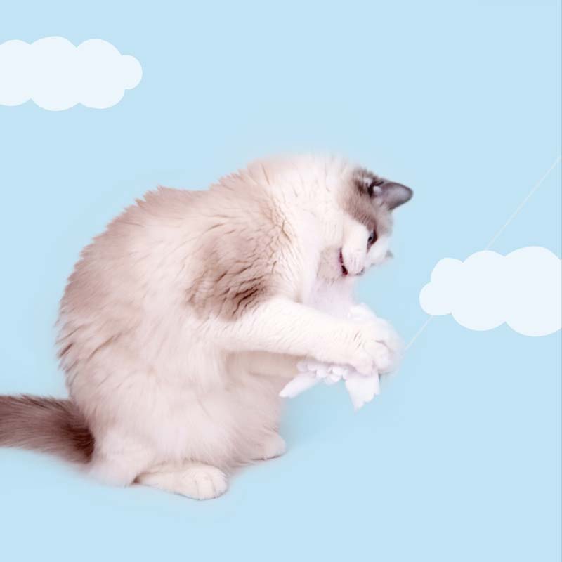 PurLab TeruTeru Cat Teaser - CreatureLand