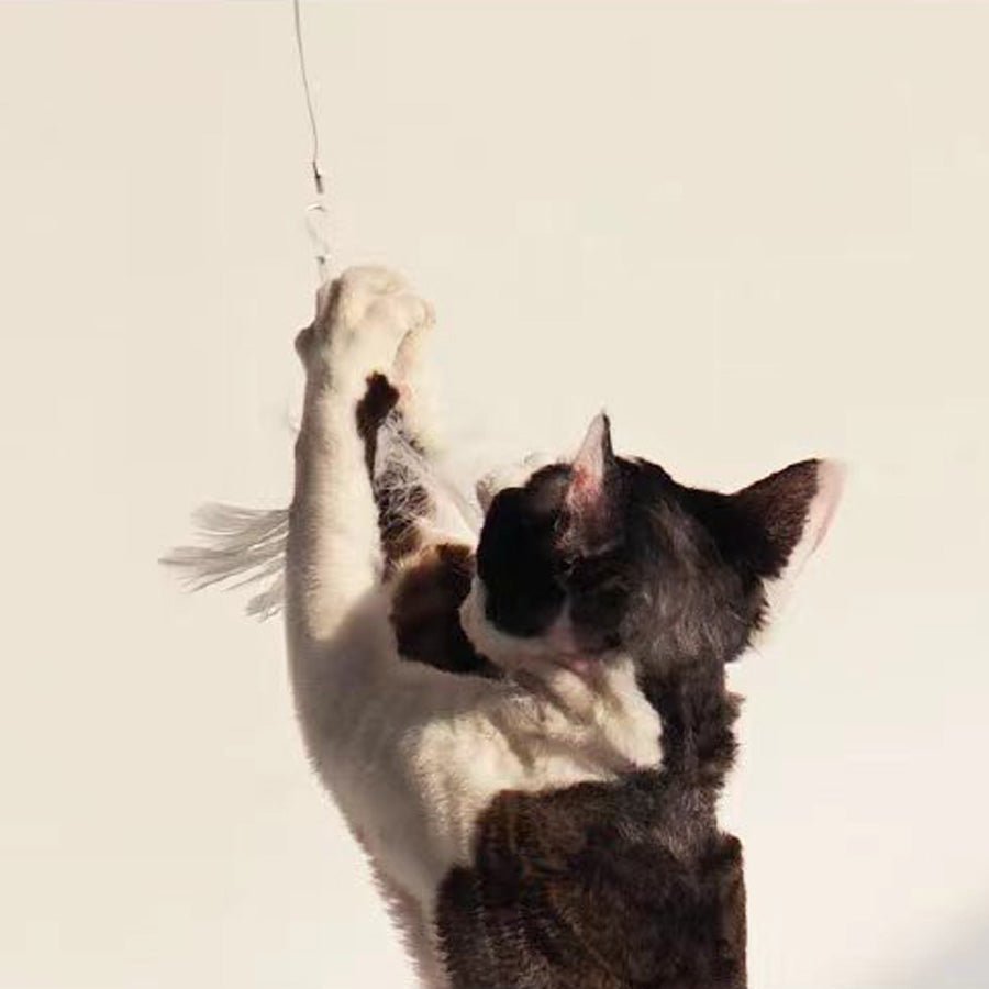 Purroom Little Chick Feather Teaser Rod - CreatureLand