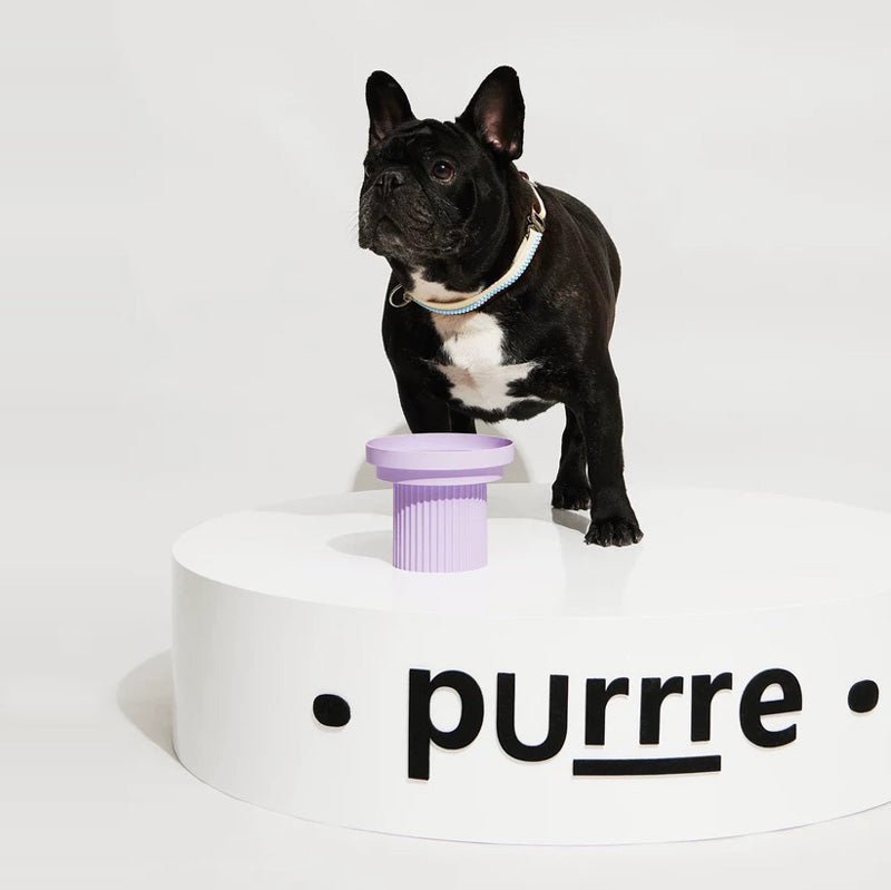 Purrre Teeth Party Elevated Feeders - Ultra Violet - CreatureLand