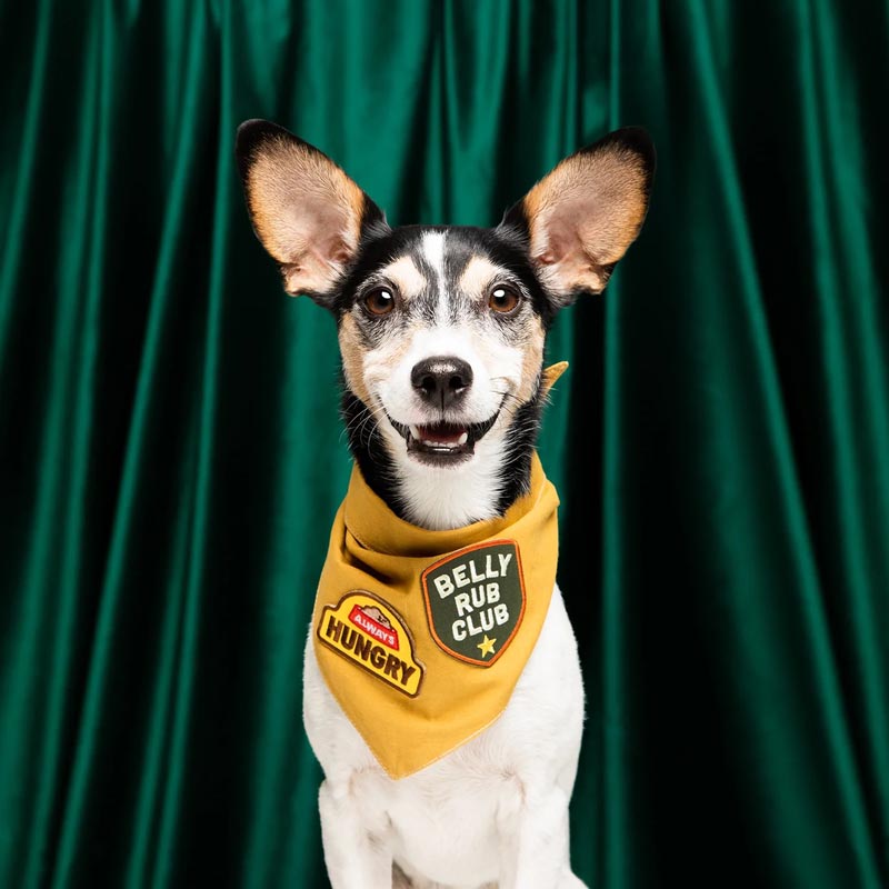 Scout's Honour Belly Rub Club Merit Badge - CreatureLand