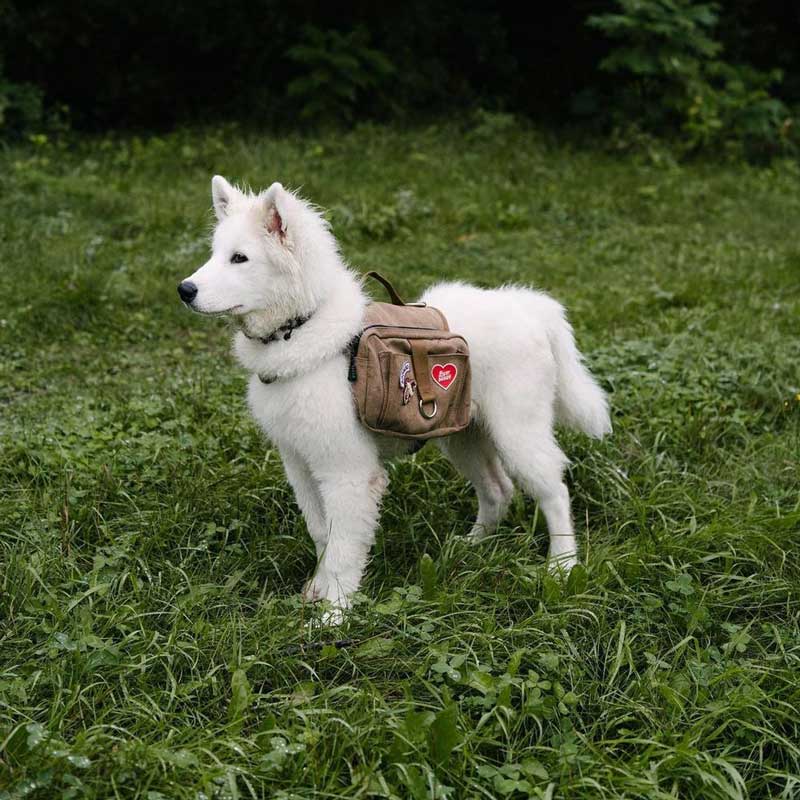 Scout's Honour Best Buddy Merit Badge - CreatureLand