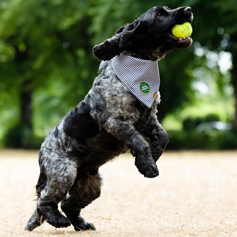 Scout's Honour Fetch Fanatic Merit Badge - CreatureLand