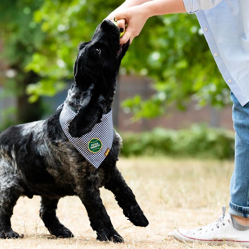 Scout's Honour Fetch Fanatic Merit Badge - CreatureLand