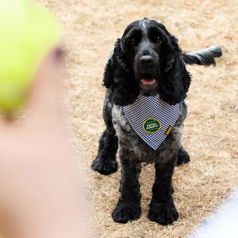 Scout's Honour Fetch Fanatic Merit Badge - CreatureLand