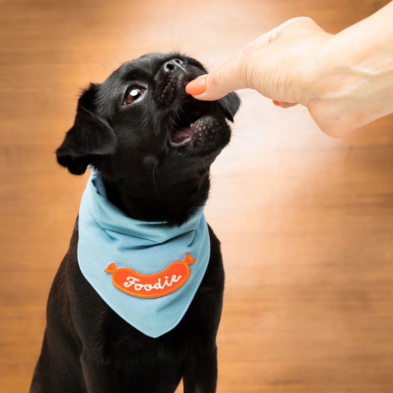 Scout's Honour Foodie Merit Badge - CreatureLand