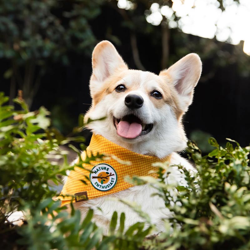 Scout's Honour Nature Enthusiast Merit Badge - CreatureLand