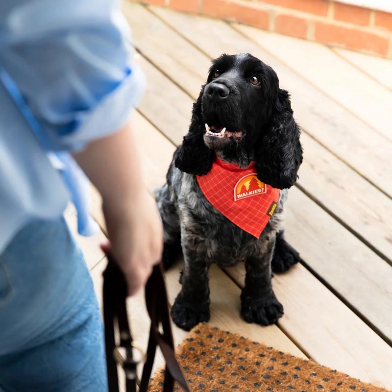 Scout's Honour Walkies Merit Badge - CreatureLand