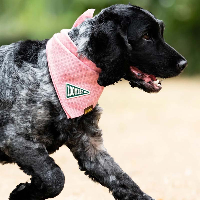 Scout's Honour Zoomies Merit Badge - CreatureLand