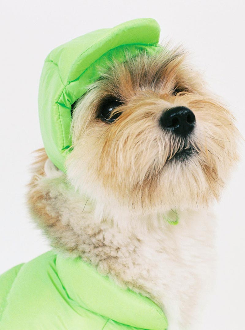 Sniff's Friends Jockey Hat - Neon Green - CreatureLand