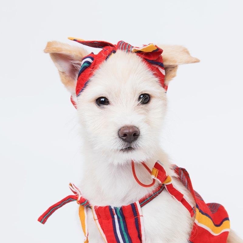 Sniff's Friends Stripe Headband - Red - CreatureLand