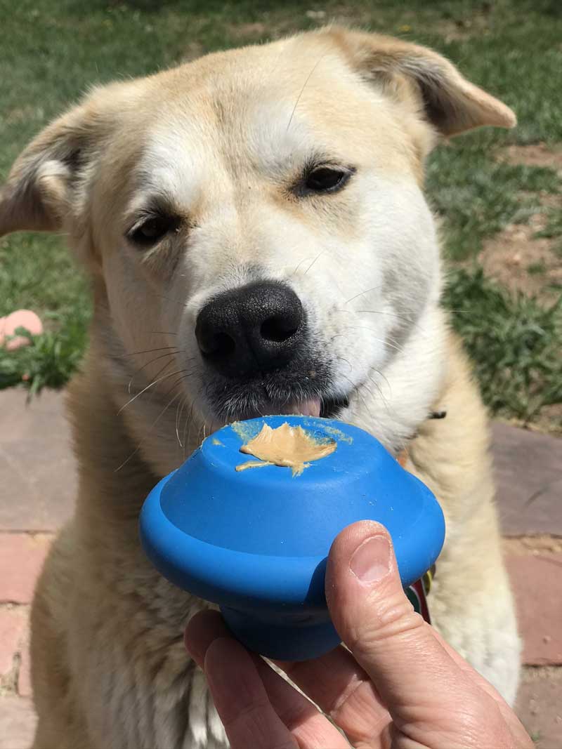 Sodapup Flying Saucer Treat Dispenser & Chew Toy - CreatureLand