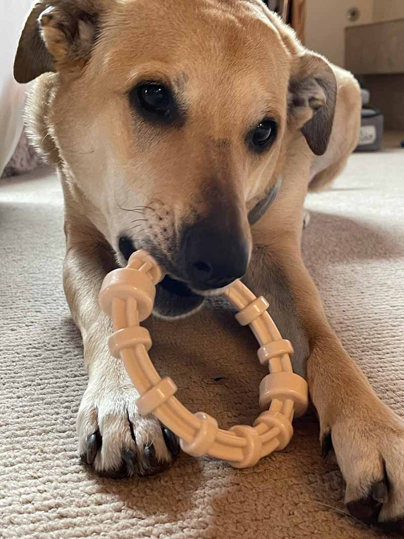 Sodapup Honey Bone Chicken Flavoured Teething RIng - CreatureLand