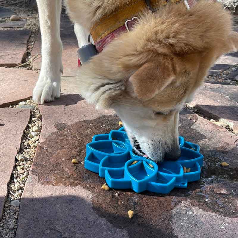 Sodapup Mandala eTray Enrichment Tray (Blue) - CreatureLand