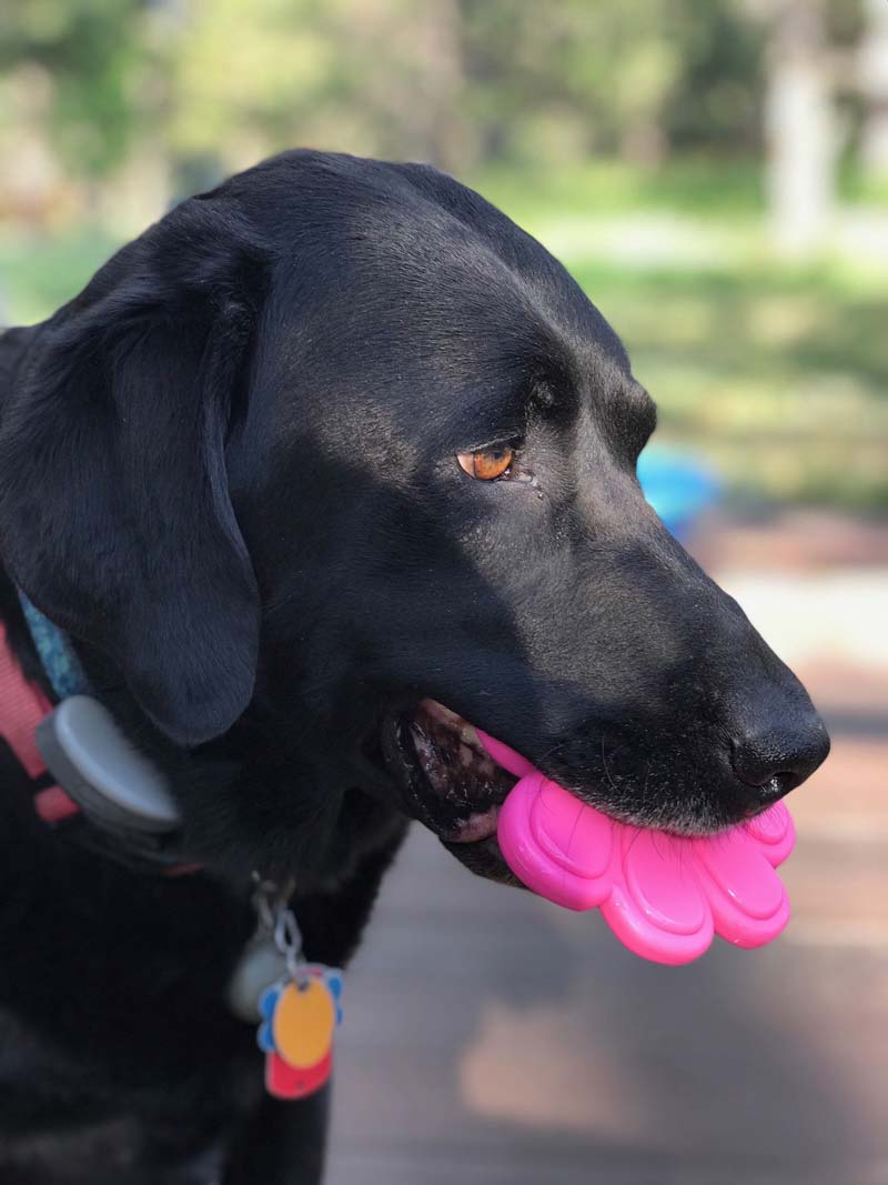 Sodapup Paw Print Nylon Dog Chew Toy - CreatureLand