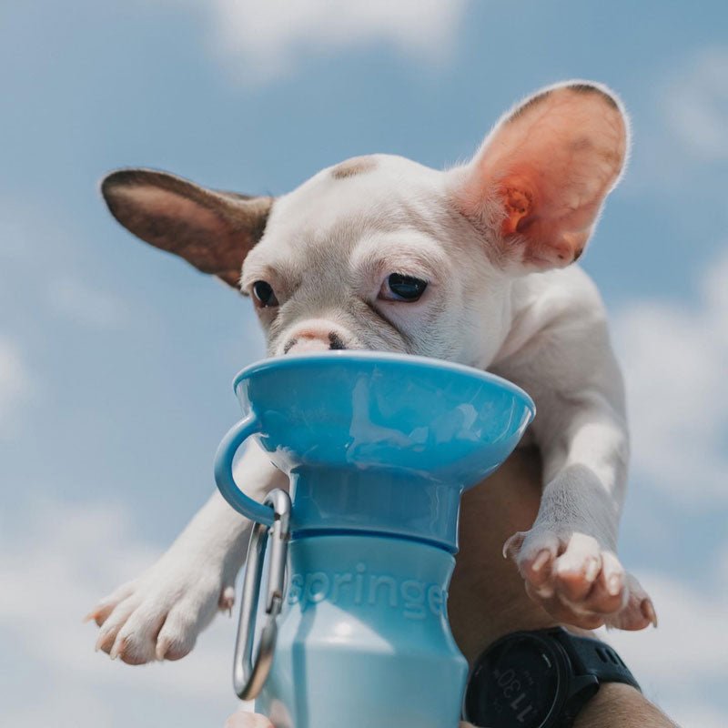 Springer Mini Travel Bottle (3 Colours) - CreatureLand