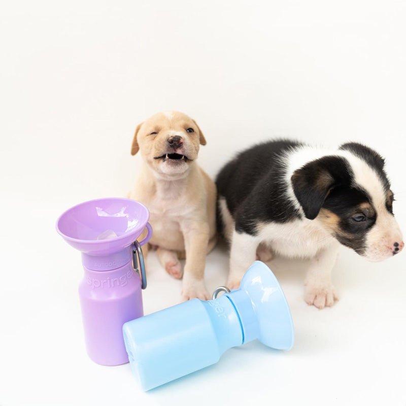 Springer Mini Travel Bottle (3 Colours) - CreatureLand