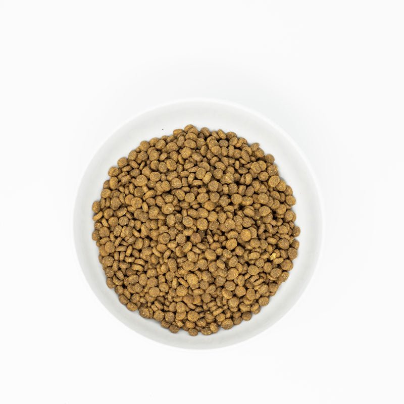 Stella & Chewy's Freeze-Dried Raw Coated Kibble | Wild-Caught Salmon (2 Sizes) - CreatureLand