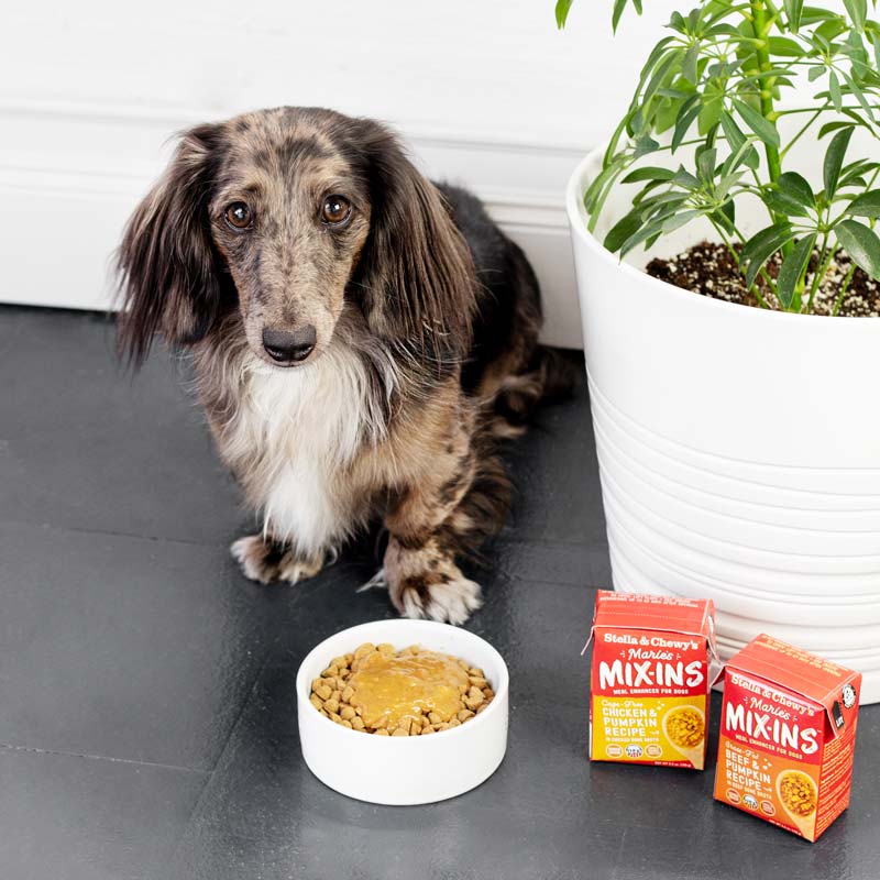 Stella & Chewy's Marie’s Mix-Ins | Chicken & Pumpkin Meal Enhancer (5.5oz) - CreatureLand