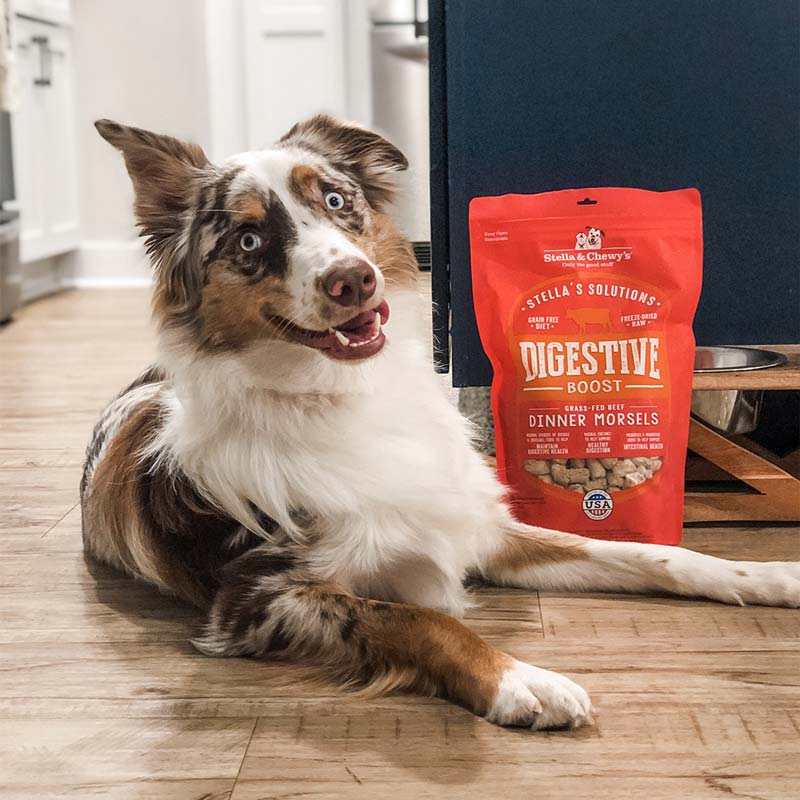 Stella & Chewy's Stella’s Solutions | Digestive Boost Beef Freeze-Dried Dog Food (13oz) - CreatureLand
