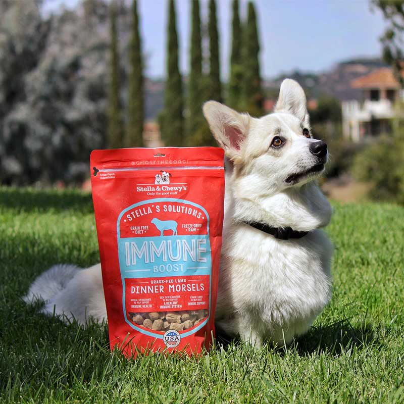 Stella & Chewy's Stella’s Solutions | Immune Boost Lamb Freeze-Dried Dog Food (13oz) - CreatureLand