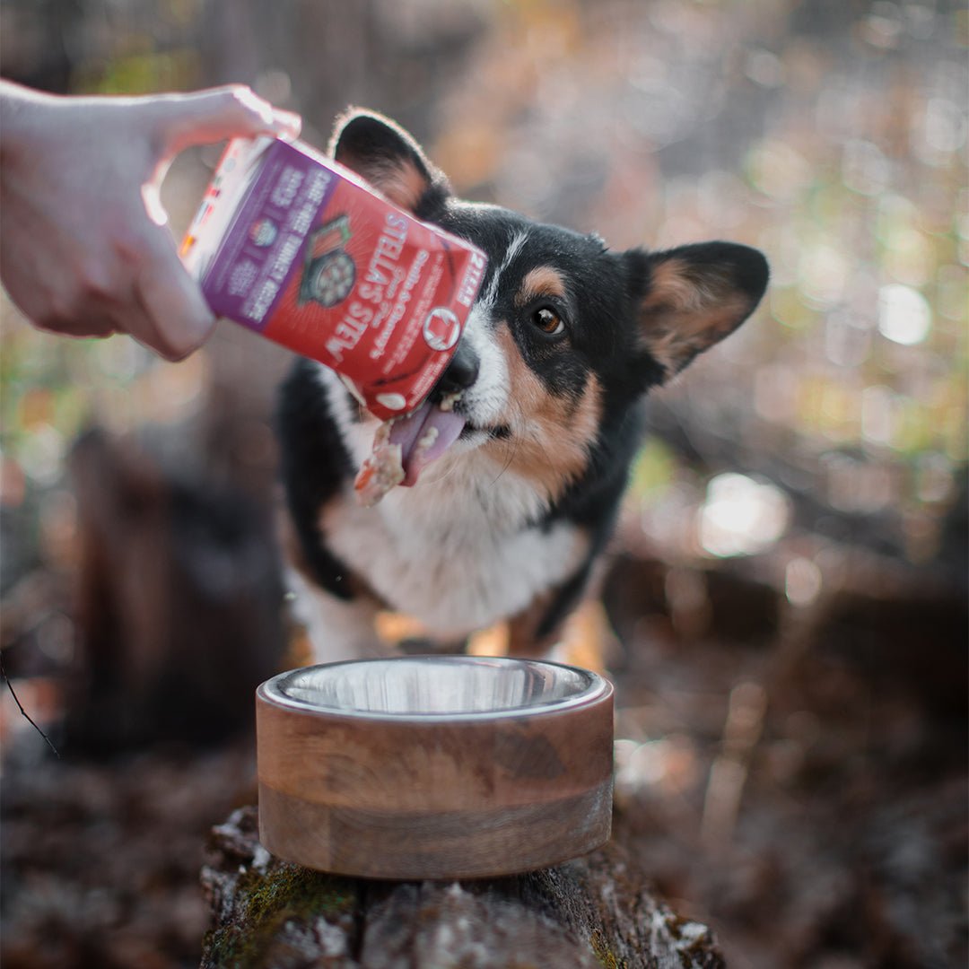 Stella & Chewy's Stella's Stew | Cage-Free Turkey (11oz) - CreatureLand