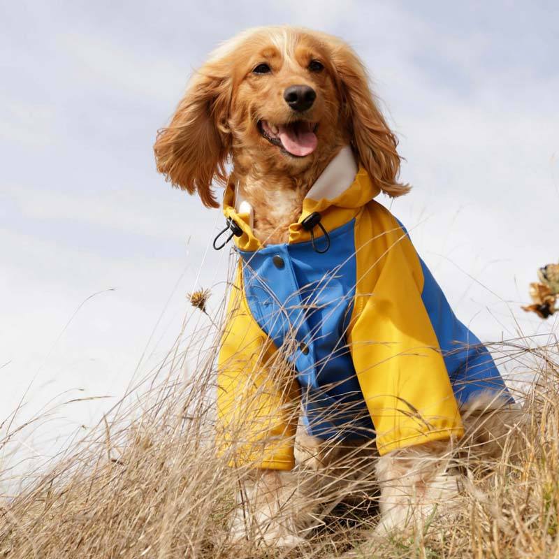 The Painter's Wife Sarah Pet Raincoat - Yellow Body Blue Hood/Sleeve - CreatureLand