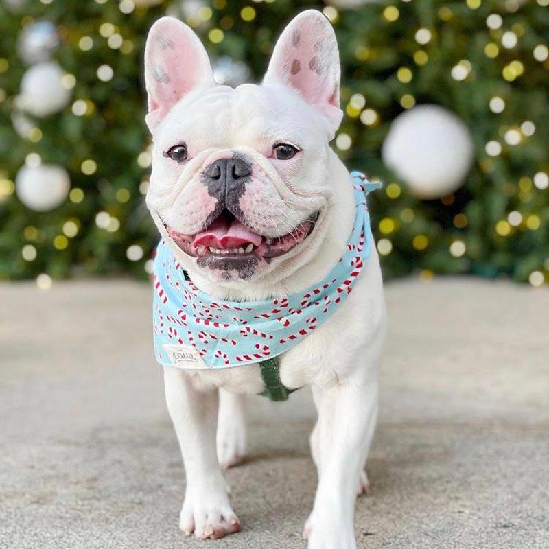 The Paws Candyland Bandana | Blue - CreatureLand