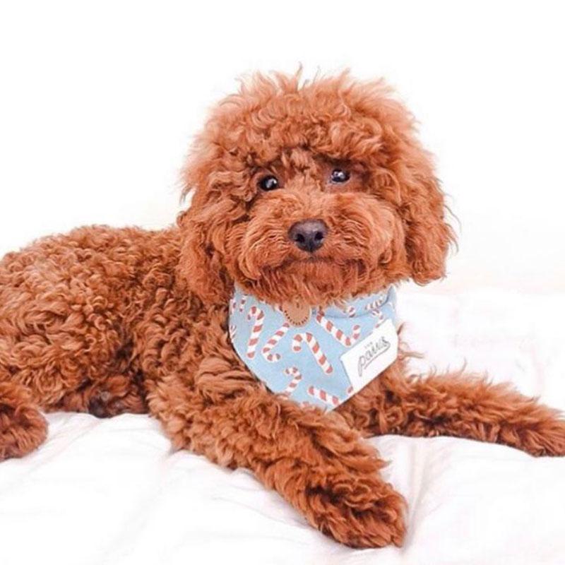 The Paws Candyland Bandana | Blue - CreatureLand