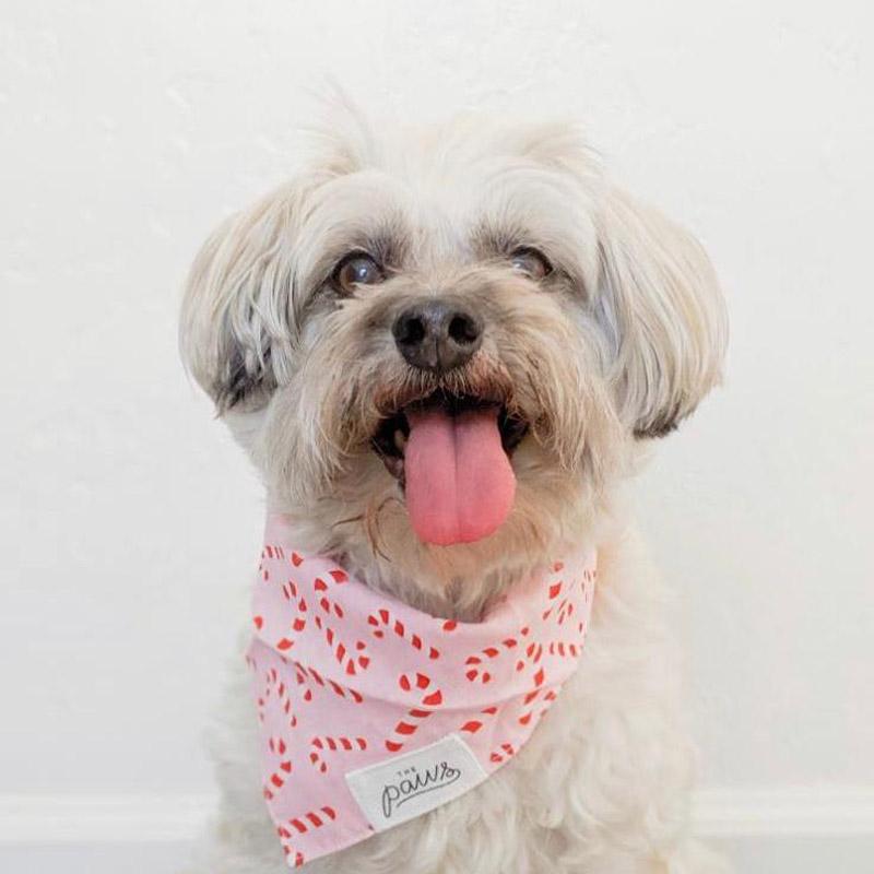 The Paws Candyland Bandana | Pink - CreatureLand