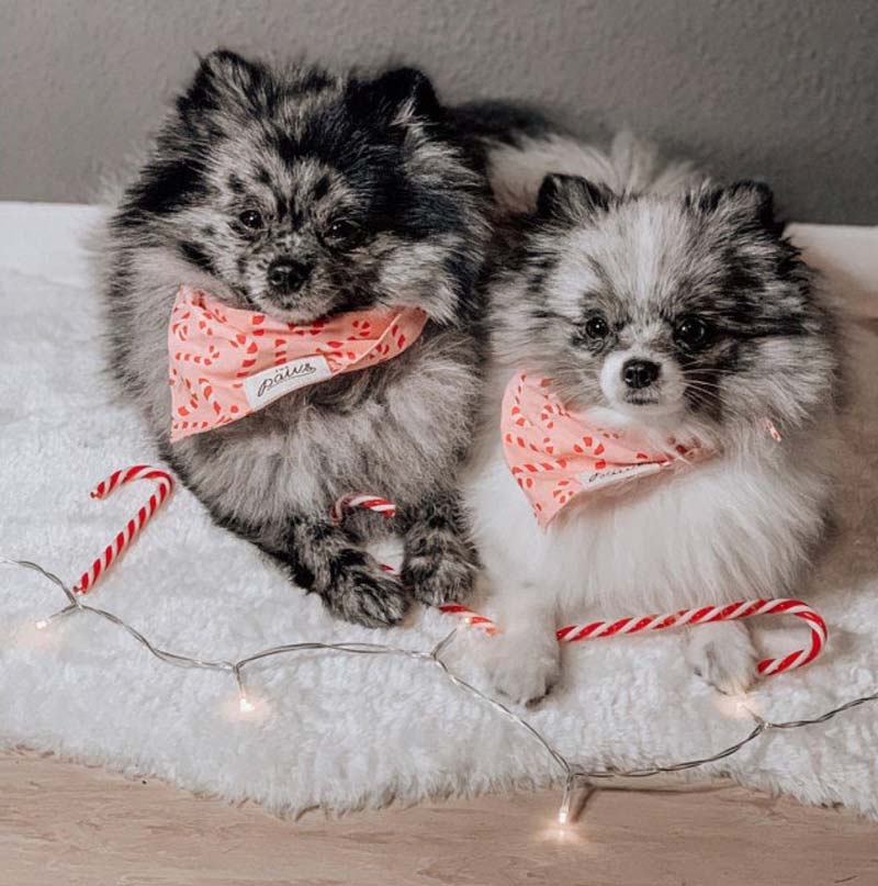 The Paws Candyland Bandana | Pink - CreatureLand