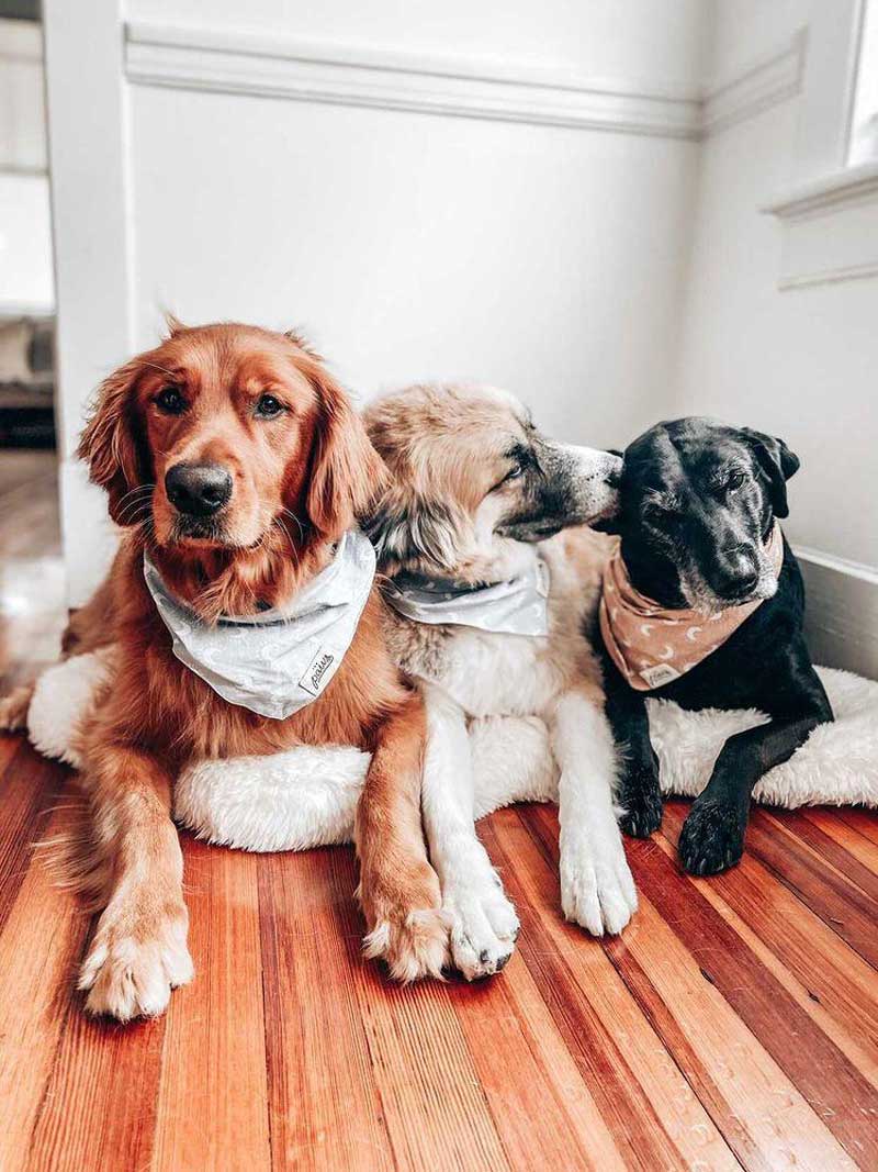 The Paws Dawn Bandana - CreatureLand