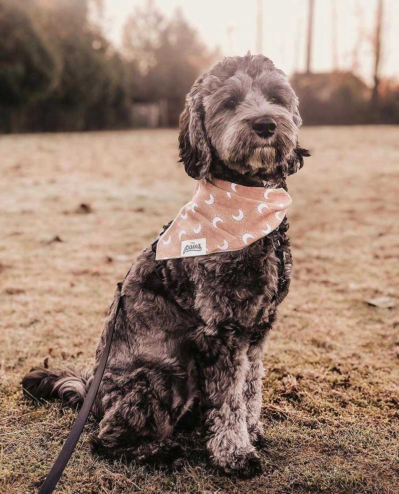 The Paws Dawn Bandana - CreatureLand