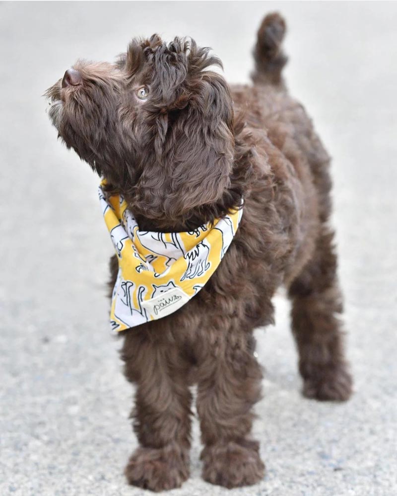 The Paws Day Out Bandana - CreatureLand