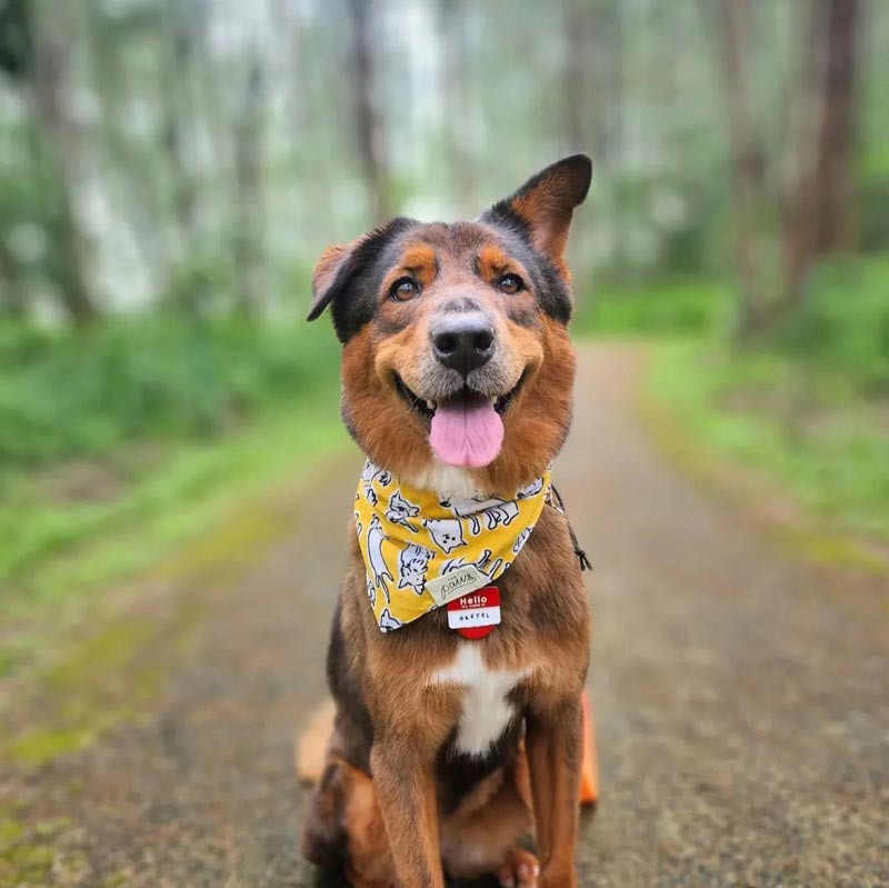 The Paws Day Out Bandana - CreatureLand