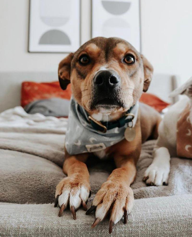 The Paws Dusk Bandana - CreatureLand