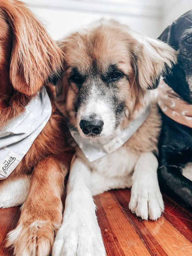 The Paws Dusk Bandana - CreatureLand