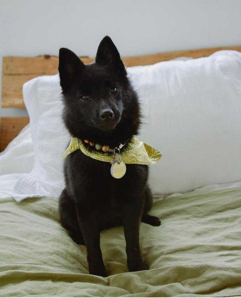 The Paws Fable Bandana - CreatureLand